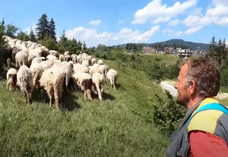 (VIDEO) Tri ga žene ostavile zbog ovaca, kaže da više voli ovce nego žene 