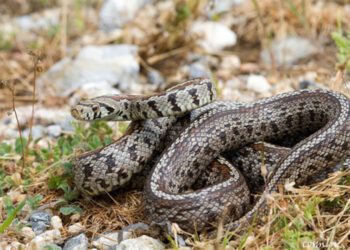 Mostarski vatrogasci izvlačili zmiju ispod haube