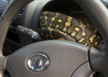 Mostar: Vatrogasci opet izvlačili zmiju iz vozila