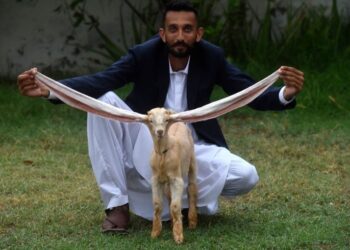 Simba, kozlić s najdužim ušima na svijetu i statusom slavne osobe