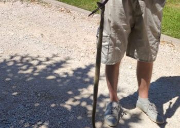 Žena u Grudama pronašla živu zmiju u kuhinjskoj napi