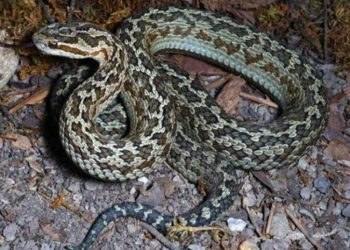 Otkrivena nova vrsta zmije otrovnice