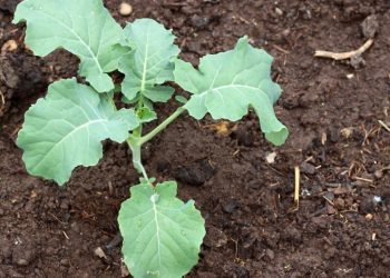 Kada je najbolje saditi a kada brati raštiku i čiju blizinu ne voli?