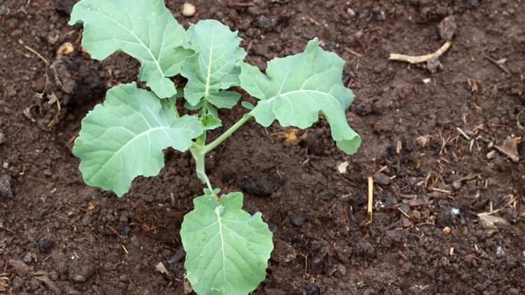 Kada je najbolje saditi a kada brati raštiku i čiju blizinu ne voli?