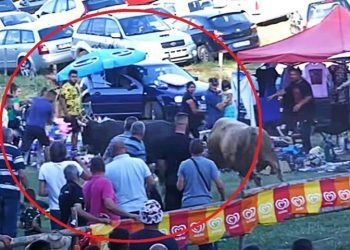 Bikovi uletjeli među publiku na koridi u BiH, jedna žena ozljeđenja