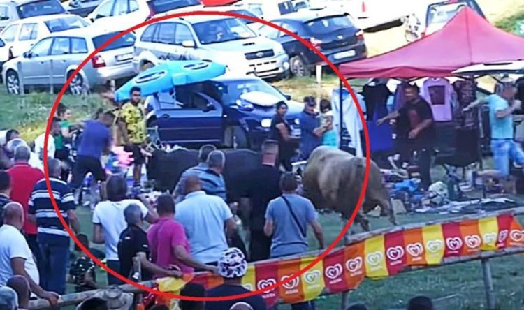 Bikovi uletjeli među publiku na koridi u BiH, jedna žena ozljeđenja