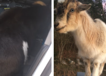 Koze ušle u policijsko vozilo i “popasle” dokumente