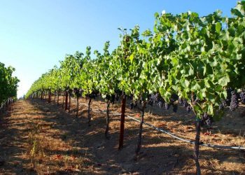 Ljubuški dobiva novih 150.000 trsova vinove loze