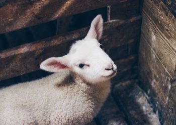 Kilogram janjetine u Jablanici 50 KM