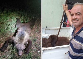 Žepče: Pastir ustrijelio medvjeda zaštićene vrste nakon što je napao njega i stado ovaca