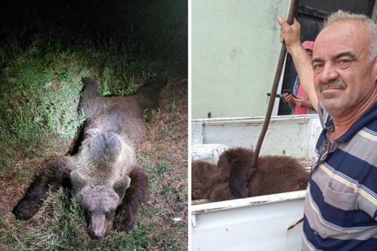 Žepče: Pastir ustrijelio medvjeda zaštićene vrste nakon što je napao njega i stado ovaca