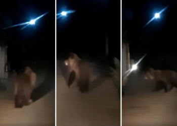 Medvjed snimljen u “šetnji” između kuća kod Tomislavgrada: “Ovaj je domaći, naš”