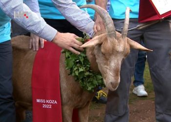 Hrvati izabrali: Roška je miss koza 2022.