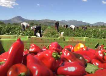 Iz Hercegovine u Podravku ide 2.000 tona rajčice i paprike