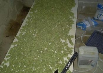 Ljubuški: U akciji MUP-a ŽZH osobi D.B.(43) izuzeta veća količina marihuane