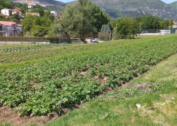 Zatvorenici na mostarskim Barama uzgajaju voće i povrće