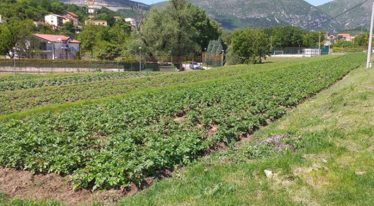 Zatvorenici na mostarskim Barama uzgajaju voće i povrće