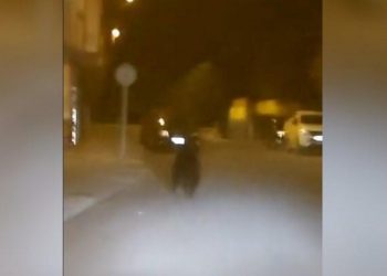 Medvjed lutao središtem  grada: ‘Situacija nije bila bezopasna‘