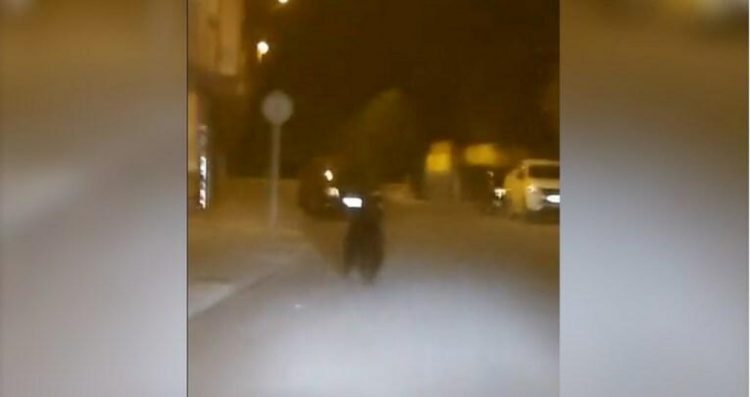 Medvjed lutao središtem  grada: ‘Situacija nije bila bezopasna‘