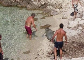 Nesvakidašnji prizor: Sredozemna medvjedica viđena na dubrovačkom kupalištu Danče