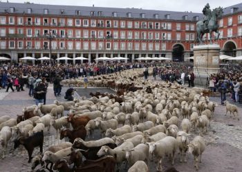 Stotine ovaca u pratnji pastira prošle središtem Madrida: ‘Djeca misle da mlijeko dolazi iz trgovine‘