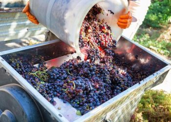 Uhićen i jedan iz BiH: U vino dodavali vodu i šećer