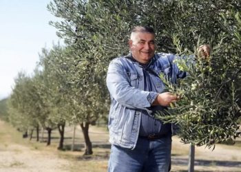 Nova maslinarska zvijezda Mediterana je – Hercegovina