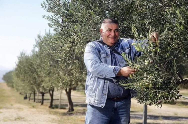 Nova maslinarska zvijezda Mediterana je – Hercegovina