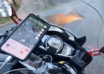 Motociklist udario jelena pri brzini od gotovo 90 km/h