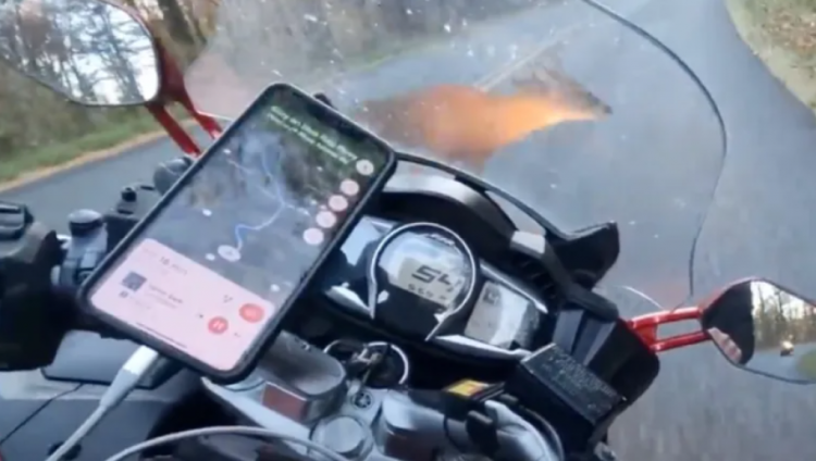 Motociklist udario jelena pri brzini od gotovo 90 km/h