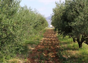 Maslinovo ulje proizvedeno u Hercegovini među najkvalitetnijim maslinovim uljima u svijetu