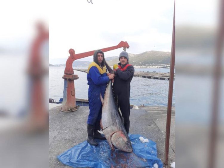 U Neumu ulovili tunu tešku 85 kg