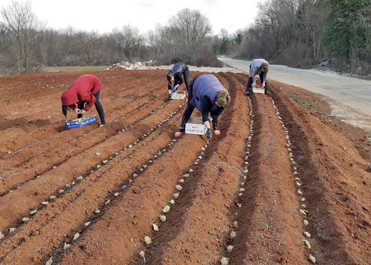 U Ljubuškom počela sadnja ranog krumpira