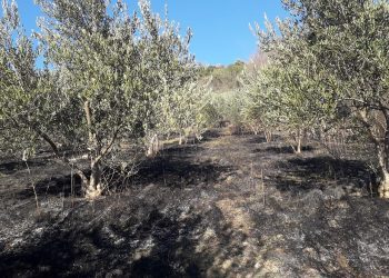 Kod Ljubuškog izgorio maslinik, opožareno 10.000 m² površine