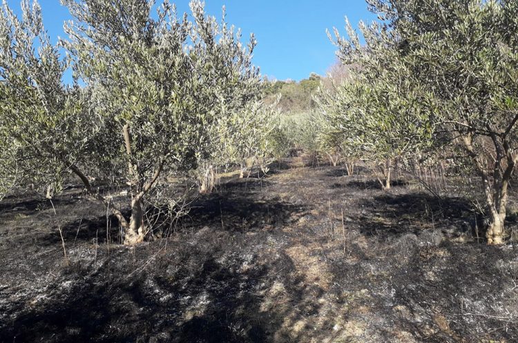 Kod Ljubuškog izgorio maslinik, opožareno 10.000 m² površine