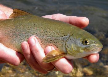 4.683.000 eura za očuvanje endemske vrste ribe u Ljubuškom