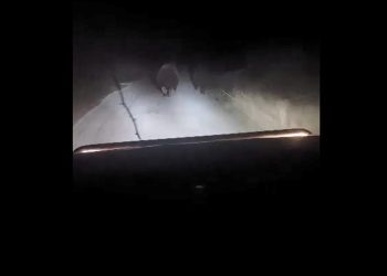 U okolici Stoca snimljeni medvjedica i mladunče