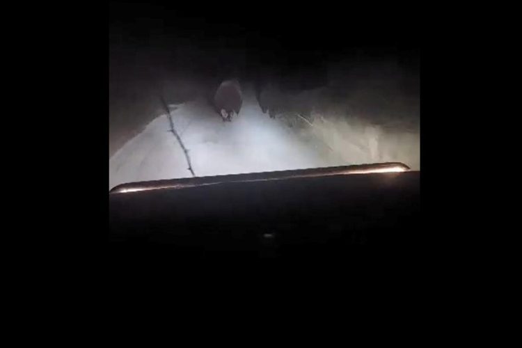 U okolici Stoca snimljeni medvjedica i mladunče