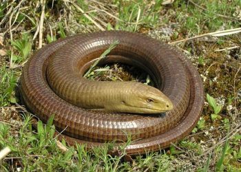 Vatrogasci uklanjali blavora iz dvorišta