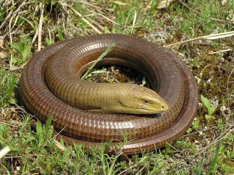 Vatrogasci uklanjali blavora iz dvorišta