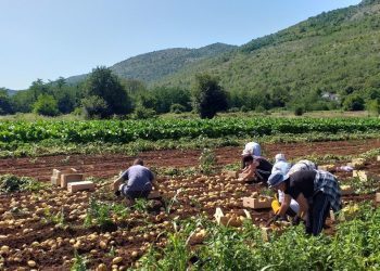 Nedostaje radnika na poljima krumpira: Dnevnice i do 150 KM
