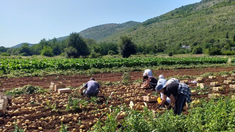 Nedostaje radnika na poljima krumpira: Dnevnice i do 150 KM