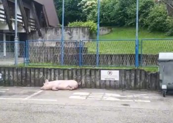 Samo u BiH: Svinja zavezana na parkingu policije