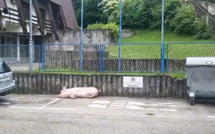 Samo u BiH: Svinja zavezana na parkingu policije