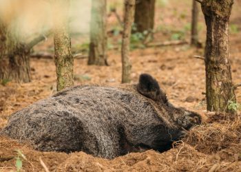 Afrička svinjska kuga registrirana u BiH