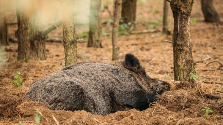 Afrička svinjska kuga registrirana u BiH