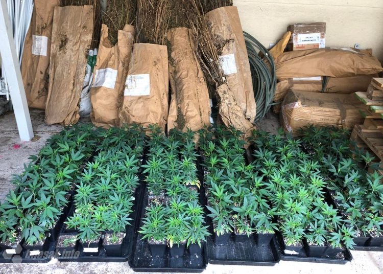 U Mostaru izvršena jedna od najvećih zapljena kanabisa u BiH