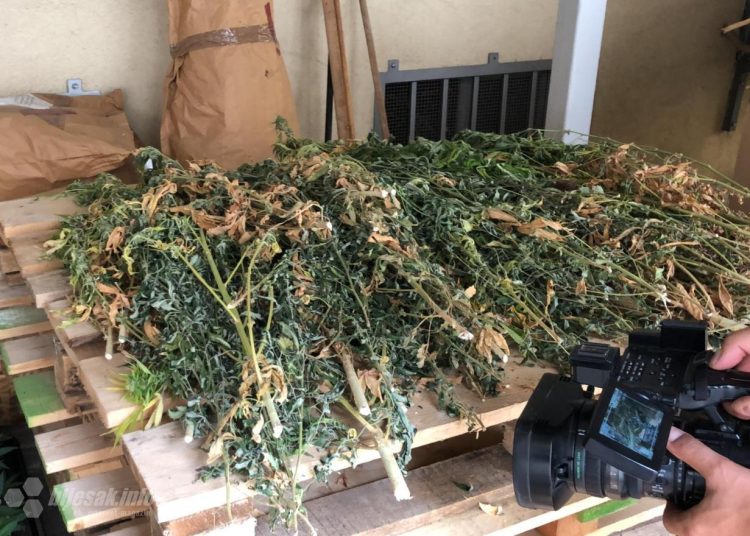 U Mostaru izvršena jedna od najvećih zapljena kanabisa u BiH