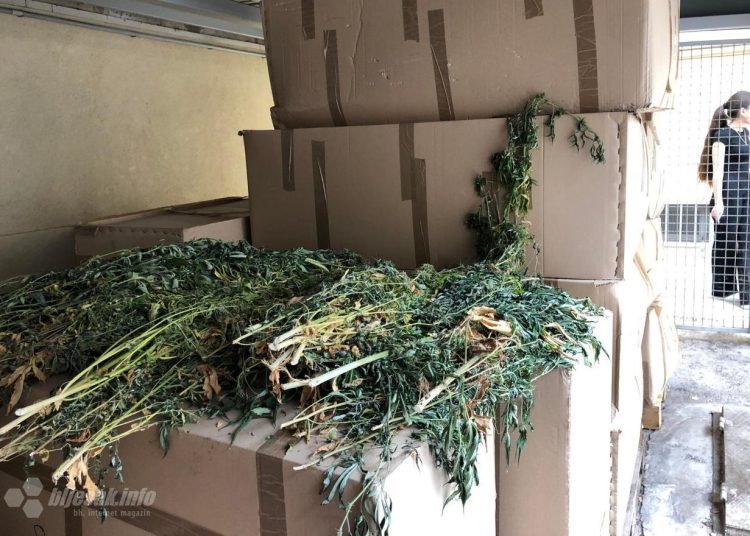 U Mostaru izvršena jedna od najvećih zapljena kanabisa u BiH