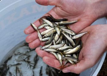 Saznajte više o prikancima, blagu Mostarskog blata